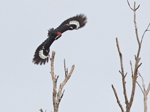 Pileated Woodpecker in flight 20151207