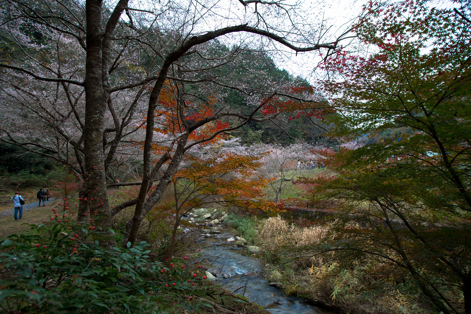 川見四季桜の郷