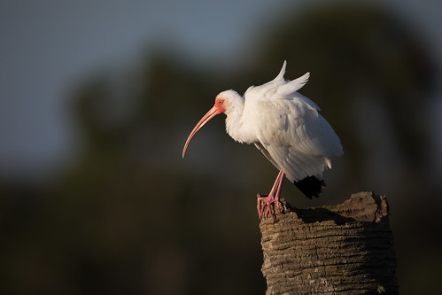 eudocimusalbus whiteibis