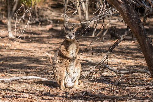 wallaby tammarwallaby wild nature marsupials fauna wildlife stokesbay southaustralia australia au