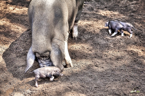 family zoo michigan wallace deyoung piglet project365 august2015