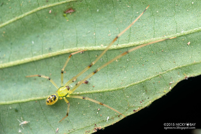 Mirror comb-footed spider (Thwaitesia sp.) - DSC_1268