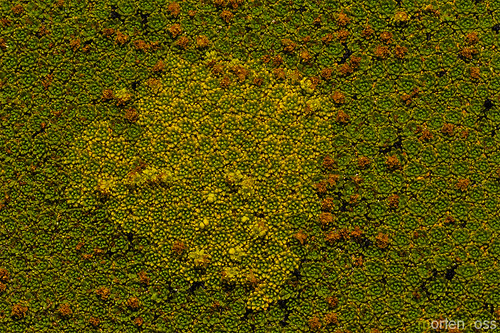 flowers flower flora bolivia mat altiplano dense