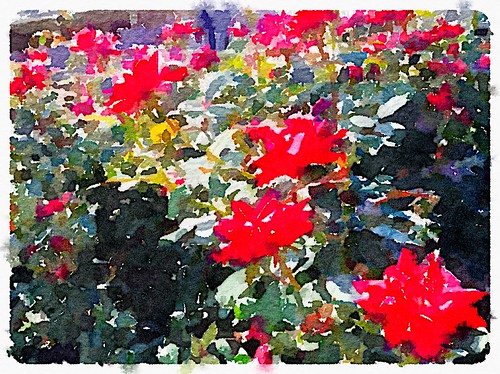 Heather's Knockout Roses - Analogue App