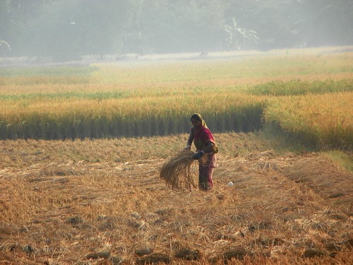 people india rural work countryside rice agriculture bengal westbengal 2015 sundarbans