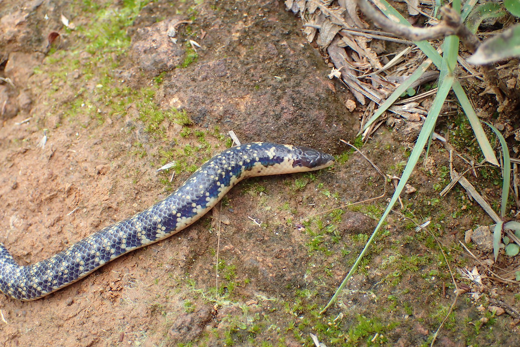 Blind Snake   Sri Lanka