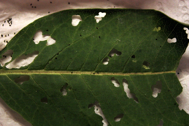milkweed leaf with lots of holes