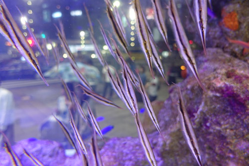 48th Sony Aquarium at Ginza 2015-11