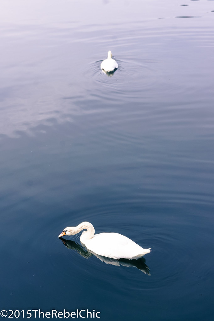 _Swans