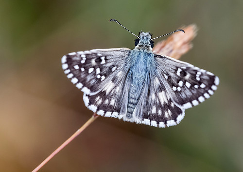 butterfly albania hesperiidae pyrgus korçë cinarae drenovë