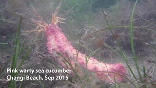 Pink warty sea cucumber (Cercodemas anceps)