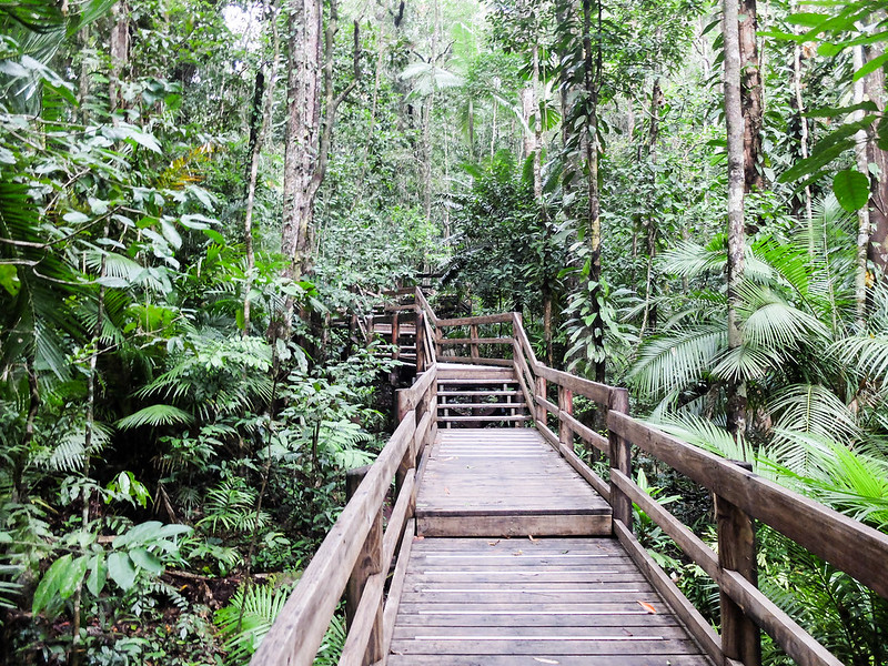 Daintree Rainforest Walk