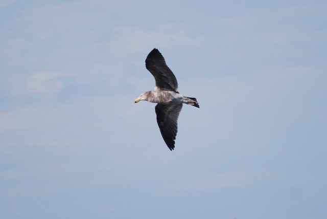 Juvenile Pacific Gull in flight