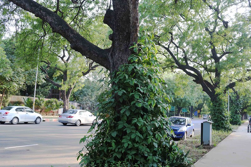 City Walk - Aurangzeb Road, Central Delhi