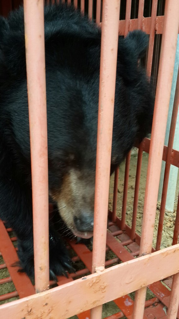 The last bear Quang Yen in the transport cage, #ForgetMeNot rescue 2015