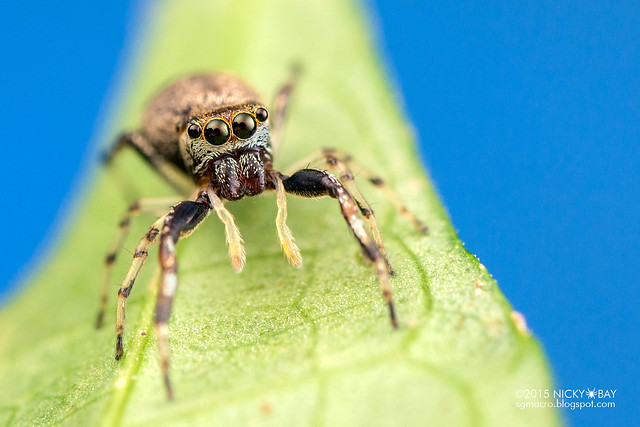 Jumping spider (Salticidae) - DSC_8763