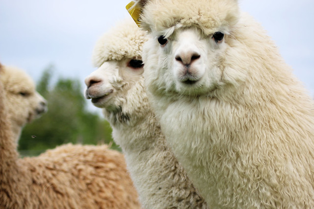 TOFT Luxury British Knitting Company Alpaca Farm