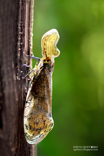 Peanut lantern bug (Fulgora sp.) - DSC_7507