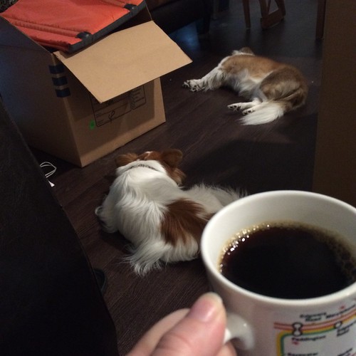 Dogs sleeping right through the momentous occasion of COFFEE IN OUR NEW HOME. Dogs can be so rude sometimes.