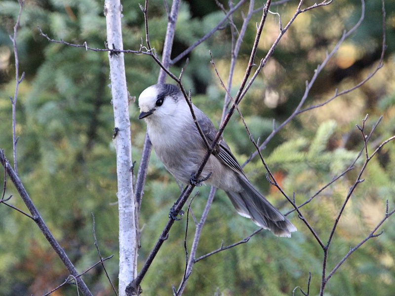 Photograph titled 'Canada Jay'