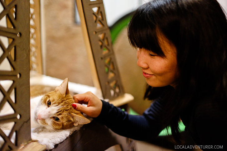San Diego Cat Cafe in the Gaslamp District.