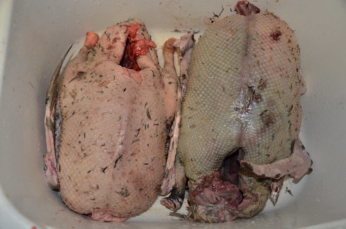 geese plucked and gutted Oct 15