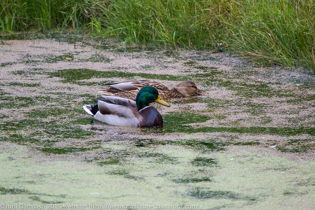 Only mallard ducks did slowly rest in the park's pond