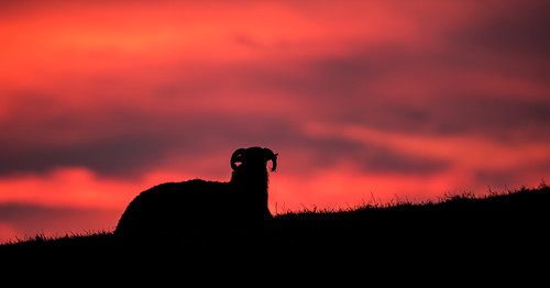 morning wool silhouette sunrise dawn early sheep horns redsky ram yorkshiredales hawes