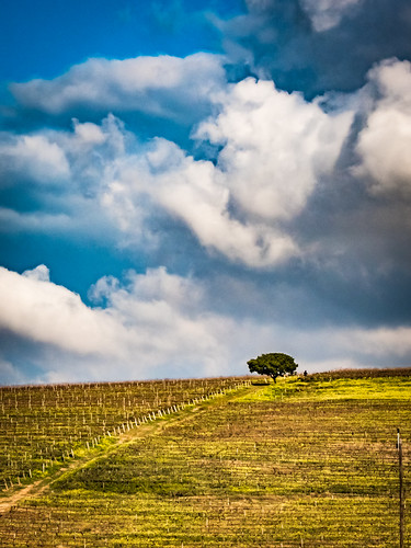 clouds landscape southafrica vineyard wine farm peaceful capetown serenity grapes za stellenbosch westerncape treeshill