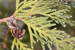 cypress family
seeds often embedded in a small berry like cone
telling feature, rounder, tubular leaves