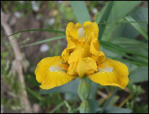 Iris Cache Of Gold (1)