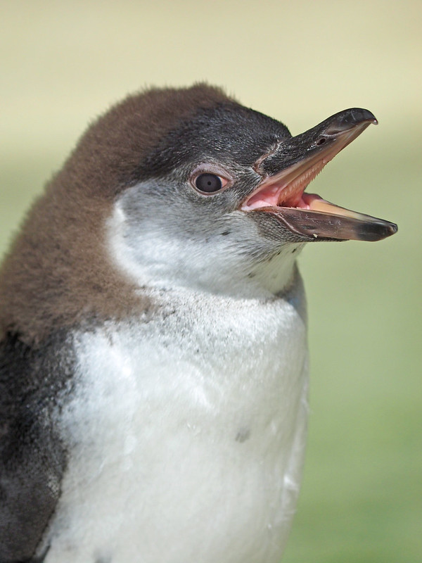 Happy Feet but Sharp Teeth - Young Humboldt Penguin