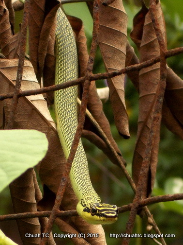 A Golden Tree Snake