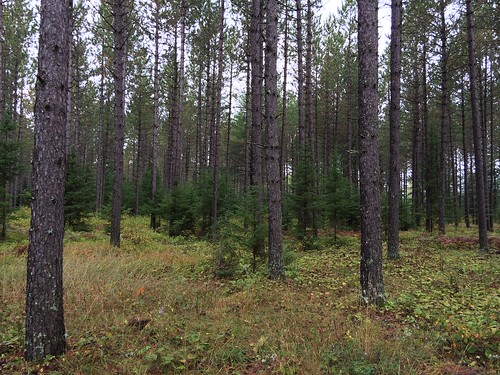 minnesota american hazel forests silviculture redpine pinusresinosa beaked