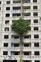Tree in Apartment Block