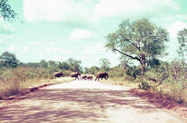 Krugerpark in the late 60's or early 70's