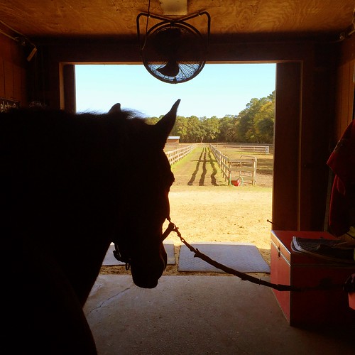 horse love barn star