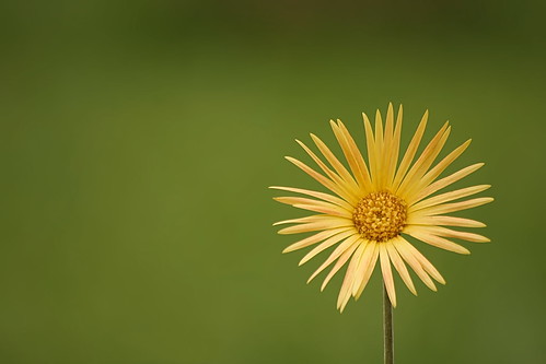 flower çiçek sarı yellow sun güneş compassion grace şefkat merhamet rumi