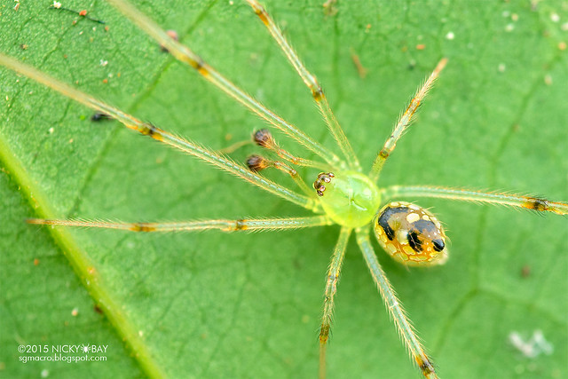 Mirror comb-footed spider (Thwaitesia sp.) - DSC_1801