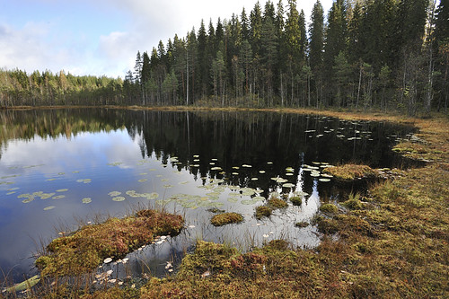 forest suomi finland landscape forestry maisema metsä fsc biodiversity