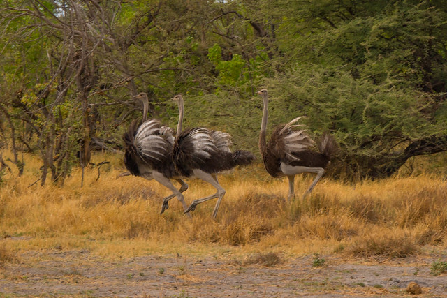 Running ostriches