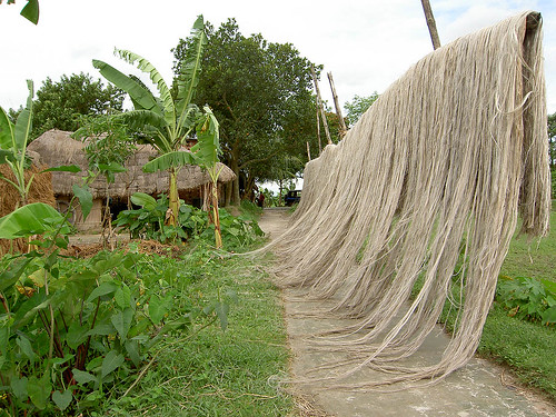 Jute drying in a village with a hut, lush vegetation and a walkway
