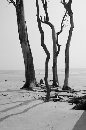 bw tree beach wow landscape dead img6951 huntingislandbeach