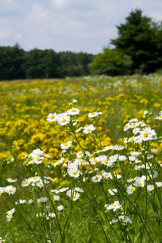 statepark flowers flower field daisies daisy wildflowers mansfield widlflower mansfieldhollow