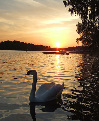 sunset sky sun lake reflection tree water boat swan dock sweden stockholm rymdborje