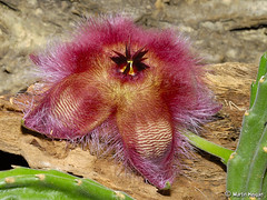 Stapelia hirsuta flower
