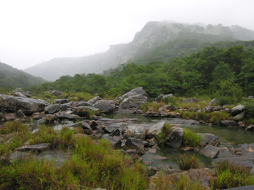 southafrica gorge oribi