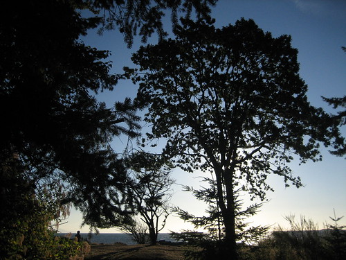 tree sunrise nanaimo sillouette dmm neckpoint