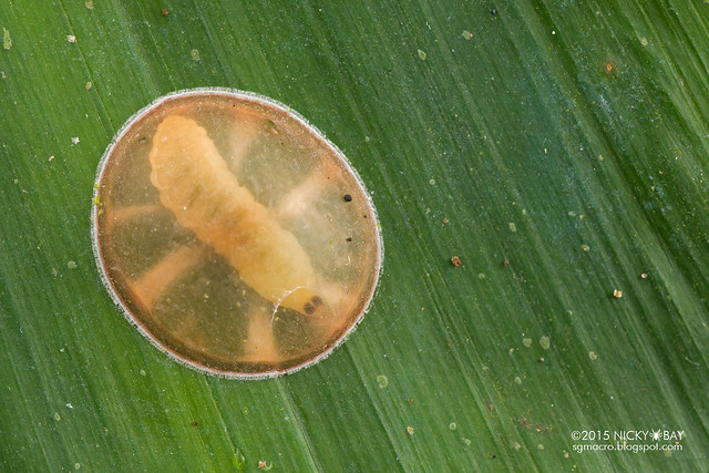 Hoverfly larva (Microdon sp.) - DSC_2694