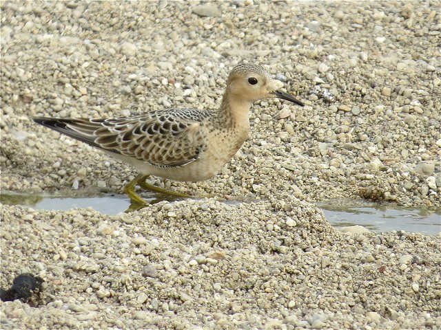 Buff-breasted Sandpiper at El Paso Sewage Treatment Center in Woodford County, IL